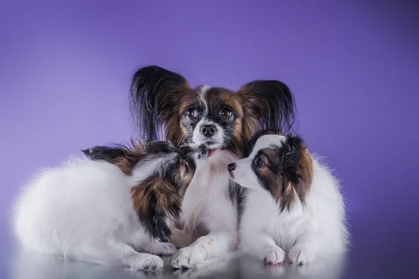 Niedliche Welpen der Rasse Papillon — Stockfoto