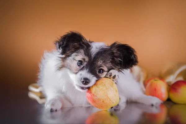 Sevimli köpek doğurmak Papillon — Stok fotoğraf