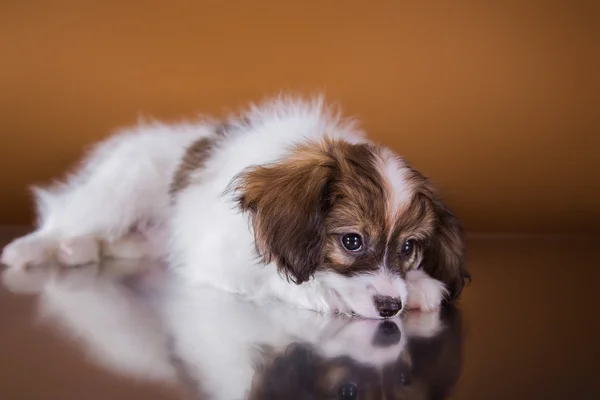 品種のパピヨンのかわいい子犬 — ストック写真