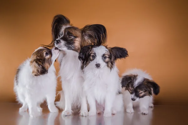 Cute puppy of breed papillon — Stock Photo, Image