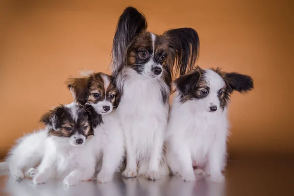 Cãozinho bonito de papillon de raça — Fotografia de Stock