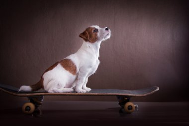 Köpek Jack Russell Terrier