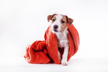 Köpek Jack Russell Terrier 