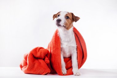 Köpek Jack Russell Terrier 