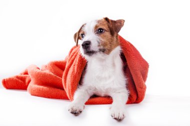 Köpek Jack Russell Terrier 