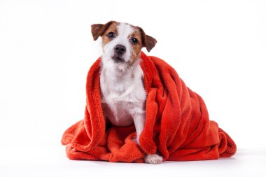 Köpek Jack Russell Terrier 
