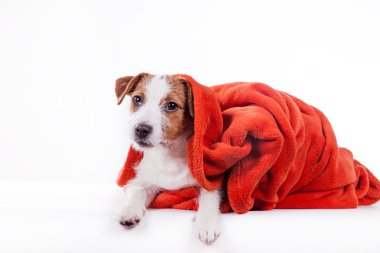 Köpek Jack Russell Terrier 
