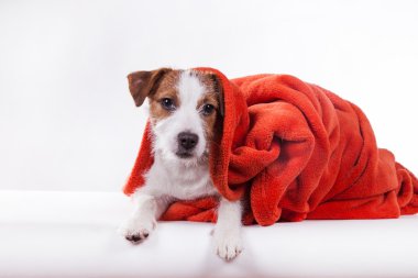 Köpek Jack Russell Terrier 
