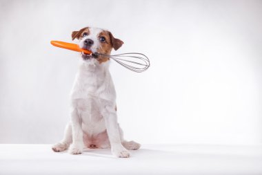 Köpek Jack Russell Terrier 