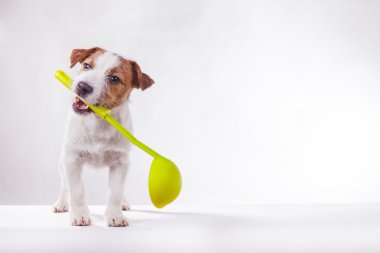Köpek Jack Russell Terrier 