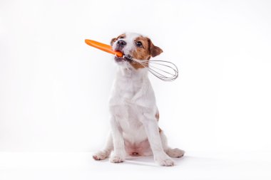 Köpek Jack Russell Terrier 