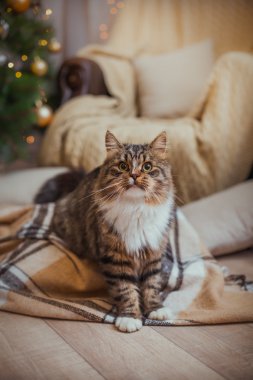 tekir kedi çalış, pençe, tatil