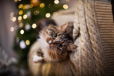 tekir kedi çalış, pençe, tatil