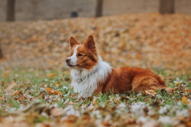 Sadık köpek doğurmak kenar kömür ocağı. Portre, Sonbahar, doğa, hileler, eğitim