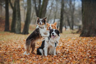 Sadık köpek doğurmak kenar kömür ocağı. Portre, Sonbahar, doğa, hileler, eğitim