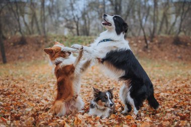 Sadık köpek doğurmak kenar kömür ocağı. Portre, Sonbahar, doğa, hileler, eğitim