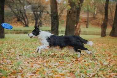Sadık köpek doğurmak kenar kömür ocağı. Portre, Sonbahar, doğa, hileler, eğitim