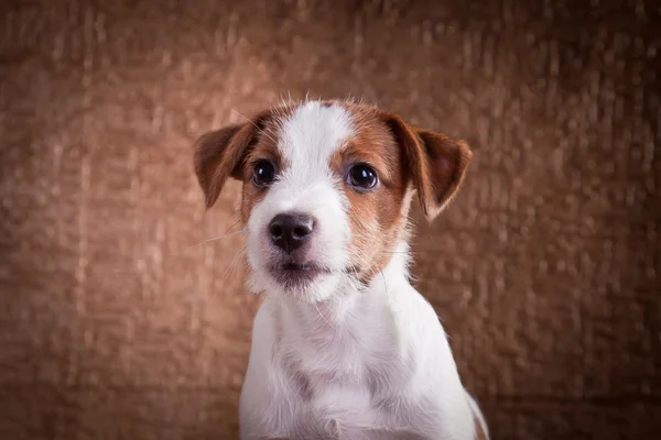 Pies Jack Russell terrier — Zdjęcie stockowe