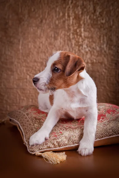 Hund Jack Russell Terrier — Stockfoto