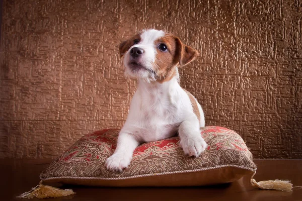 犬ジャック・ラッセル・テリア — ストック写真