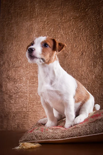 Cão jack russell terrier — Fotografia de Stock