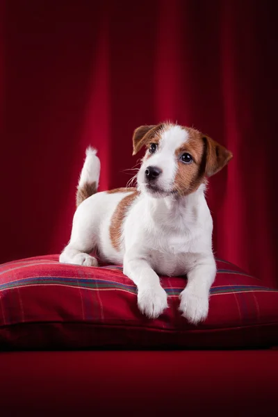 Cão jack russell terrier — Fotografia de Stock