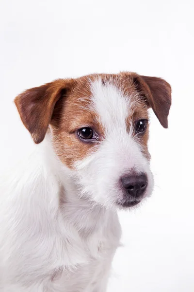 Pies Jack Russell terrier — Zdjęcie stockowe