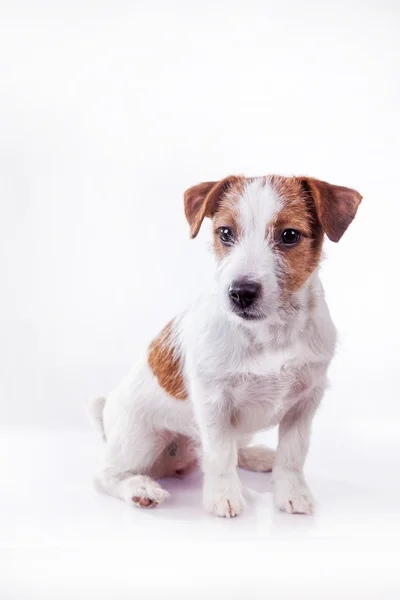 Perro jack russell terrier — Foto de Stock