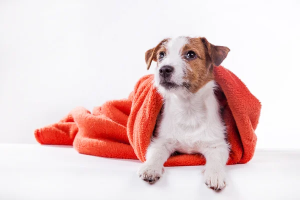 Hond jack russell terriër — Stockfoto