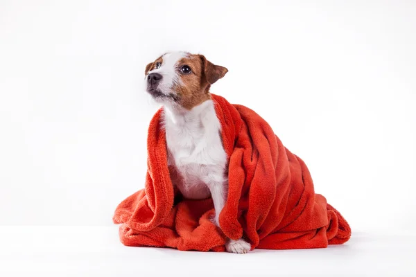 Hond jack russell terriër — Stockfoto