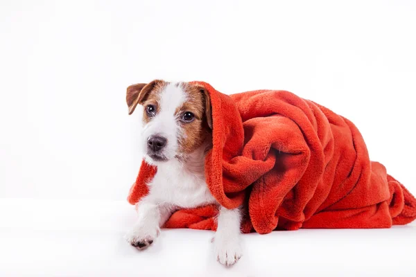Hund jack russell terrier — Stockfoto