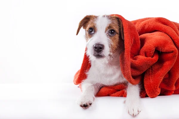 Köpek Jack Russell Terrier — Stok fotoğraf