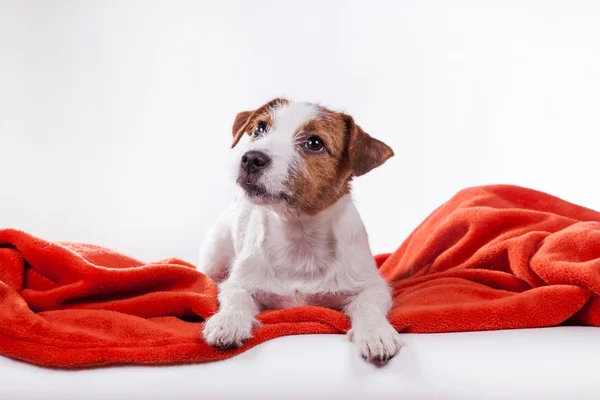 犬ジャック・ラッセル・テリア — ストック写真