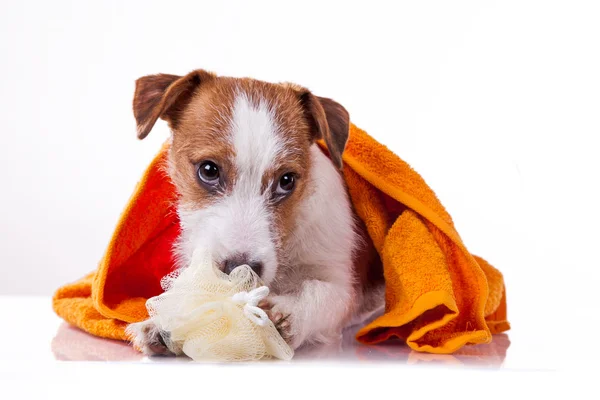 Hond jack russell terriër — Stockfoto