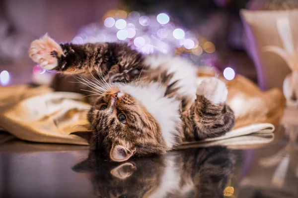 Gra kot Mora, łapa, wakacje — Zdjęcie stockowe