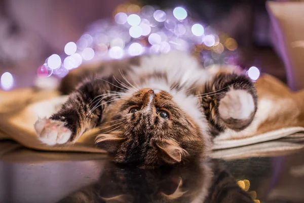 Tabby cat plays, paw, holiday — Stock Photo, Image