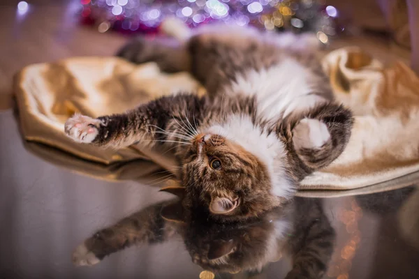 Кошка Тэбби играет, лапа, праздник — стоковое фото