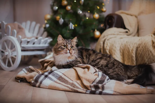 Katzenspiele, Pfote, Urlaub — Stockfoto