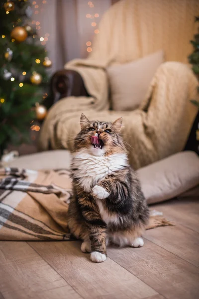 Tabby cat plays, paw, holiday — Stock Photo, Image