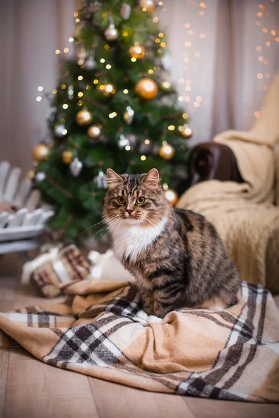 Tabby giochi di gatto, zampa, vacanza — Foto Stock