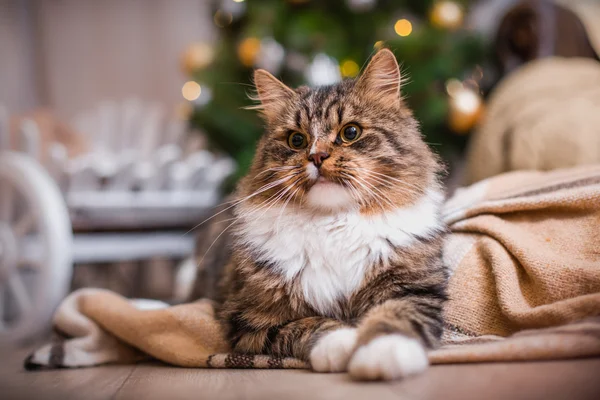 Tabby cat plays, paw, holiday — Stock Photo, Image