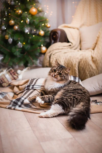 Tekir kedi çalış, pençe, tatil — Stok fotoğraf