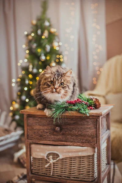 Cyperse kat speelt, paw, Vakantiewoningen — Stockfoto