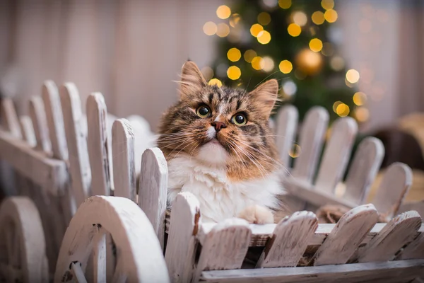 Tabby cat plays, paw, holiday — Stock Photo, Image