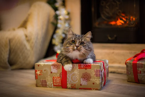 Tabby cat plays, paw, holiday — Stock Photo, Image