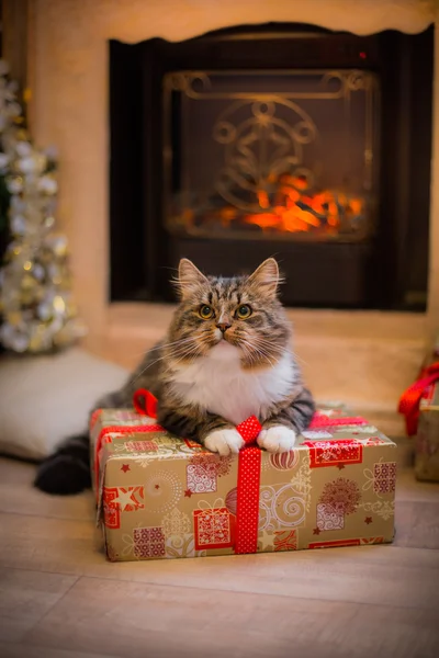 Tekir kedi çalış, pençe, tatil — Stok fotoğraf