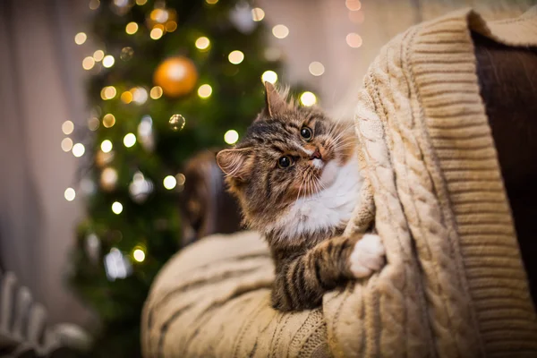 Tabby cat plays, paw, holiday