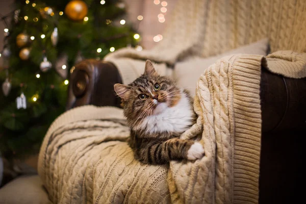 Tabby cat plays, pata, feriado — Fotografia de Stock