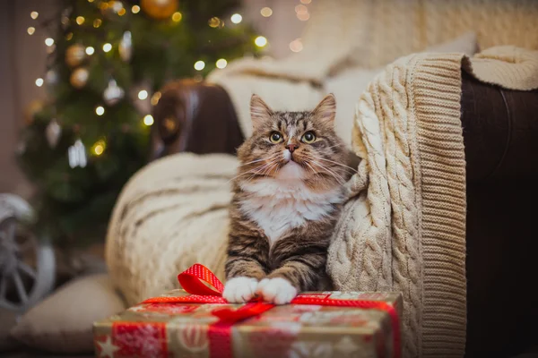 Tabby cat plays, pata, feriado — Fotografia de Stock
