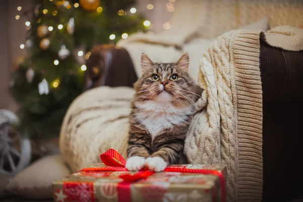 Tabby giochi di gatto, zampa, vacanza — Foto Stock